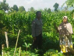 Perkuat Kamtibmas dan Ketahanan Pangan, Polsek Kediri Hadir di Tengah Sawah