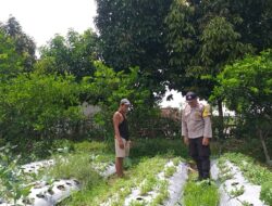 Pemanfaatan Lahan Pekarangan di Desa Jagaraga Jadi Fokus Polsek Kuripan
