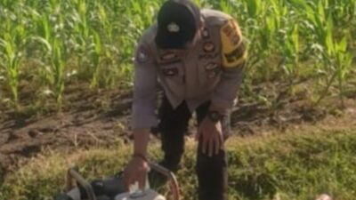 Bhabinkamtibmas Karang Bongkot Dukung Petani Jagung Manis Eksotik Lombok Barat
