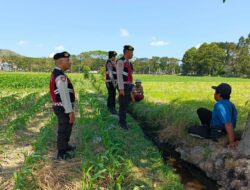 Samapta Polres Lobar Dukung Swasembada Pangan di Gerung