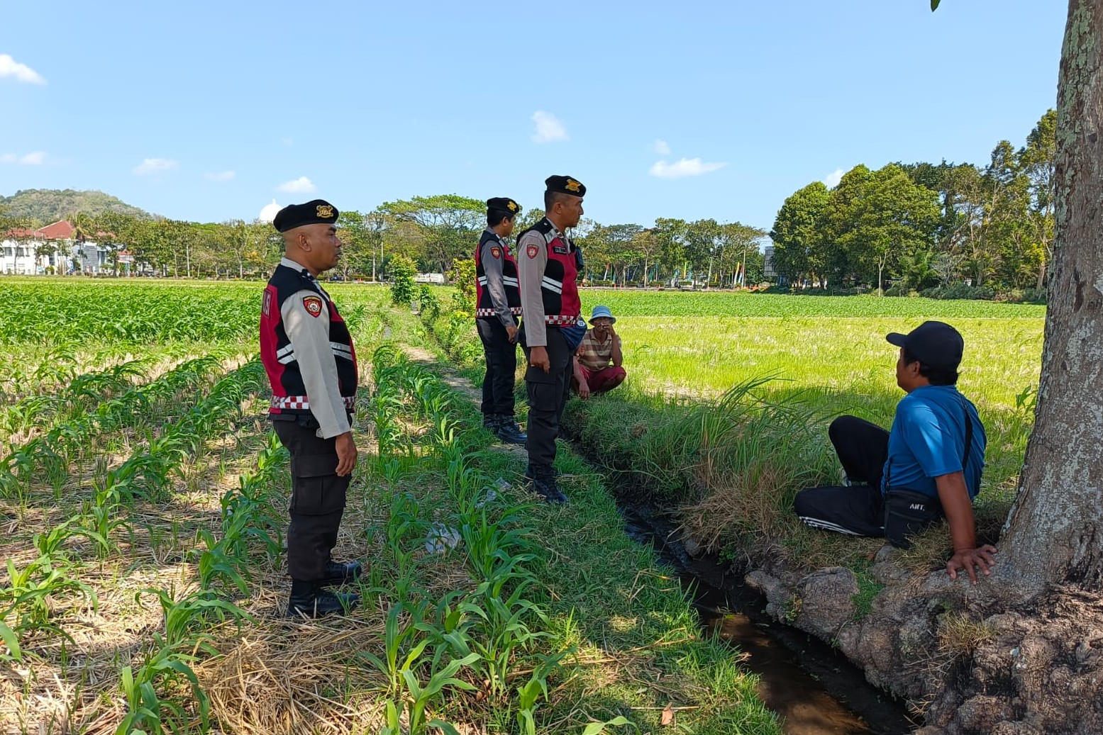 Polres Lombok Barat Pantau Lahan Jagung di Desa Tempos untuk Dukung Swasembada Pangan