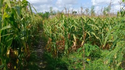 Polisi Dampingi Panen Jagung di Desa Beleka, Pastikan Harga dan Keamanan Terjaga