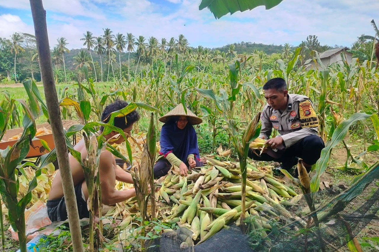 Polisi Sambangi Petani Jagung di Eyat Mayang Lembar, Dorong Ketahanan Pangan Lokal