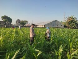 Bhabinkamtibmas Desa Kuranji Dorong Warga Manfaatkan Lahan Kosong untuk Ketahanan Pangan