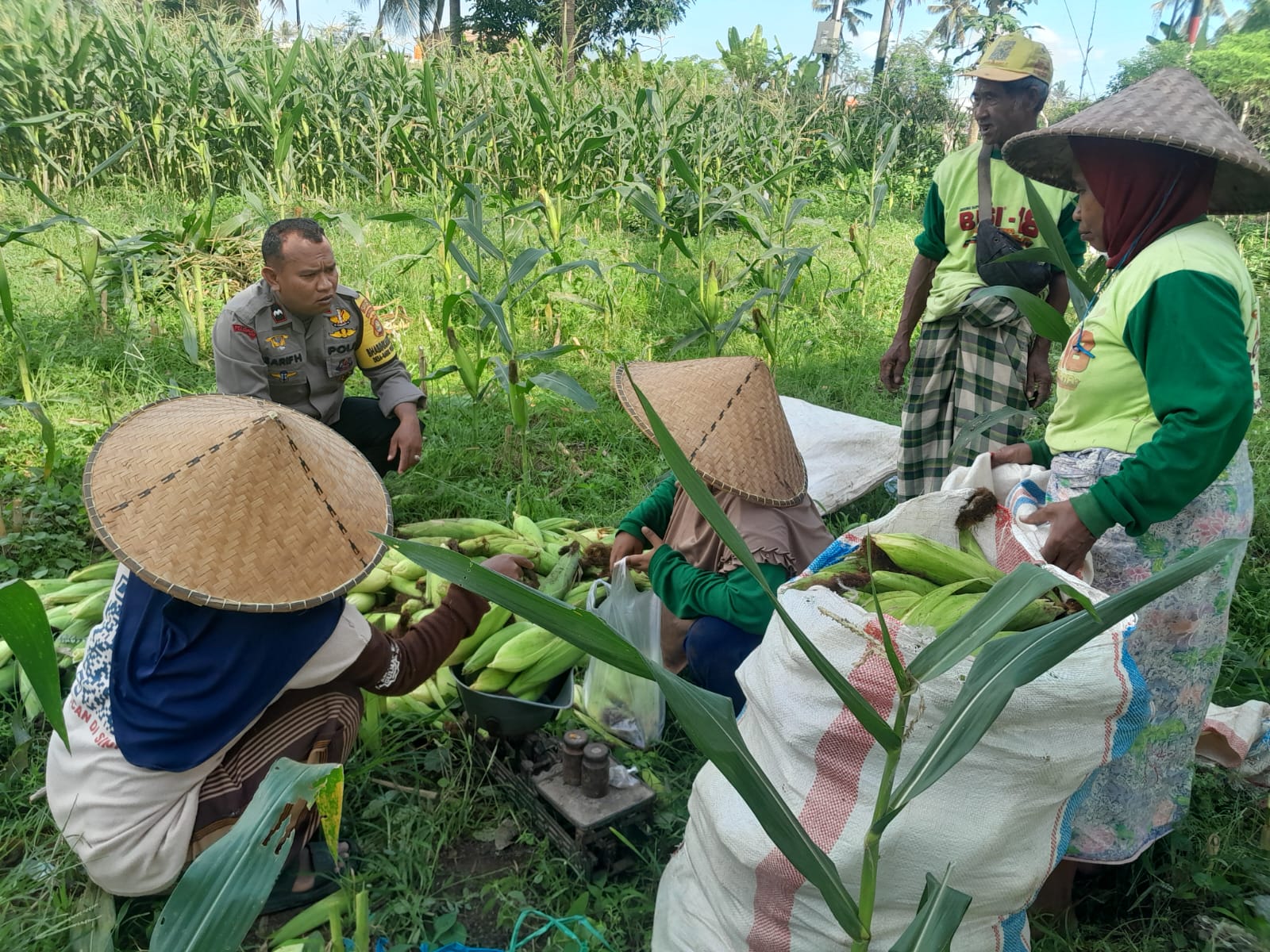 Panen Jagung Dusun Jerneng: Polsek Labuapi Dorong Swasembada Pangan Lokal