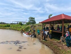 Dinas Perikanan Tebar Ribuan Benih Ikan Nila di Embung Senutuk, Warga Antusias Ikut Berpartisipasi