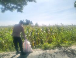 Sinergi Polri dan Petani Lelede: Panen Jagung Lancar Tanpa Kendala