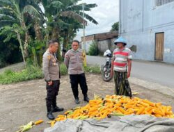 Polsek Labuapi Dorong Petani Jagung Jual Hasil Panen ke Bulog