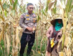 Polri Dampingi Panen Jagung di Lombok Barat, Dorong Penjualan ke Bulog
