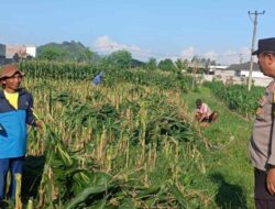 Polsek Labuapi Kawal Petani Jagung di Karang Bongkot
