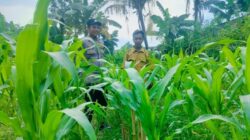 Langkah Proaktif Polsek Labuapi Dukung Kemandirian Pangan