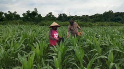 Polsek Pekat Lakukan Pemantauan Lahan Jagung Warga Dukung Program Ketahanan Pangan Nasional