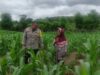 Bhabinkamtibmas Polsek Kilo Pantau Lahan Jagung Warga Dukung Program Ketahanan Pangan Nasional