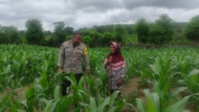 Bhabinkamtibmas Polsek Kilo Pantau Lahan Jagung Warga Dukung Program Ketahanan Pangan Nasional