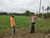 Polsek Hu’u Pantau Lahan Jagung Warga di Desa Cempi Jaya, Dukung Ketahanan Pangan Nasional
