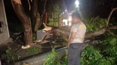 Cuaca Ekstrem di Lombok Barat, Polsek Batulayar Evakuasi Pohon Tumbang